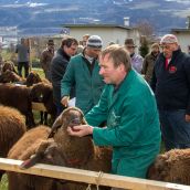 Schafausstellung Tiroler Bergschaf  (54)
